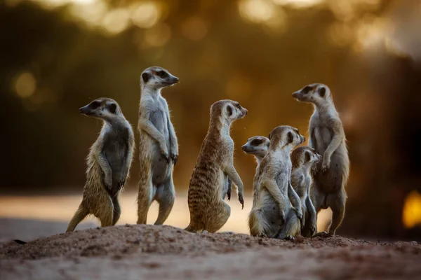 Small group of Meerkats in alert at dawn in Kgalagadi transfrontier park, South Africa; specie Suricata suricatta family of Herpestidae