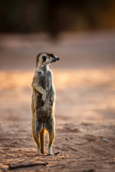 Meerkat Alerta Amanecer Parque Transfronterizo Kgalagadi Sudáfrica Especie Suricata Suricatta — Foto de Stock