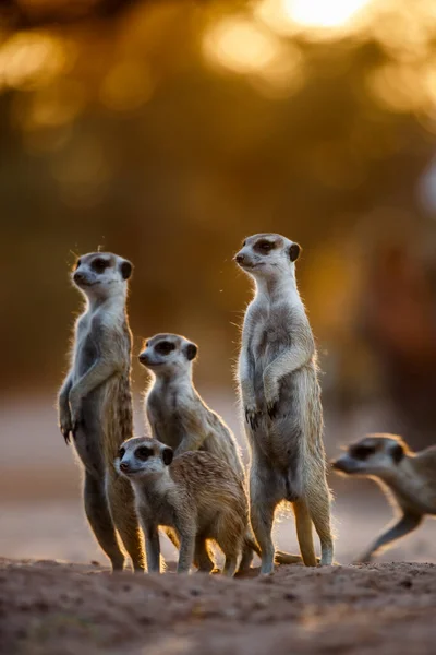 Pequeño Grupo Suricatas Alerta Amanecer Parque Transfronterizo Kgalagadi Sudáfrica Especie — Foto de Stock