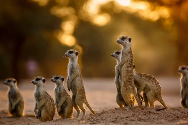 Güney Afrika 'daki Kgalagadi sınır ötesi parkında şafak vakti alarma geçen küçük bir mirket grubu Herpestidae familyasından Specie Suricata Suricatta