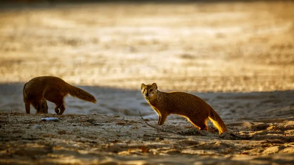 Due Manguste Gialle Piedi Sulla Sabbia Nel Parco Transfrontaliero Kgalagadi — Foto Stock