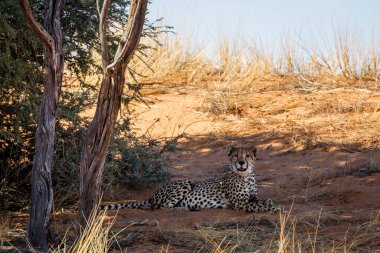 Güney Afrika 'da Kgalagadi sınır ötesi parkında ağaç gölgesinde uzanan Çita Felidae ailesinden Specie Acinonyx jubatus