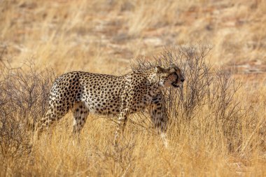 Güney Afrika 'da Kgalagadi sınır ötesi parkında kuru savanda yürüyen Çita Felidae' nin Specie Acinonyx jubatus ailesi