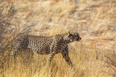 Güney Afrika 'da Kgalagadi sınır ötesi parkında kuru savanda yürüyen Çita Felidae' nin Specie Acinonyx jubatus ailesi