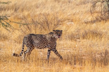 Güney Afrika 'nın Kgalagadi sınır ötesi parkında çita avcılığı Felidae' nin Specie Acinonyx jubatus ailesi