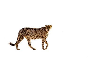 Güney Afrika 'daki Kgalagadi sınır ötesi parkında beyaz arka planda izole edilmiş Çita yürüyüş kenarı manzarası; Felidae' deki Specie Acinonyx jubatus ailesi