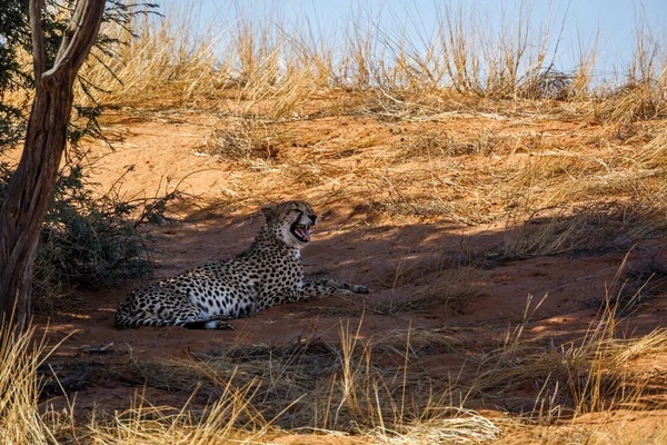Cheetah Ξαπλωμένη Κάτω Από Σκιά Δέντρων Στο Διασυνοριακό Πάρκο Kgalagadi — Φωτογραφία Αρχείου