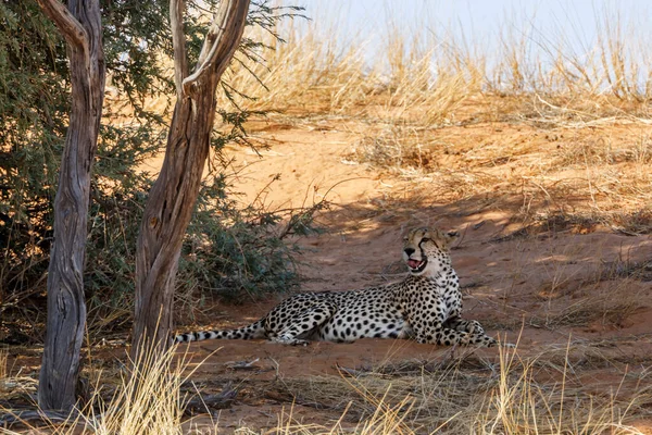 Cheetah Ψύξη Και Χασμουρητό Κάτω Από Δέντρο Στο Διασυνοριακό Πάρκο — Φωτογραφία Αρχείου