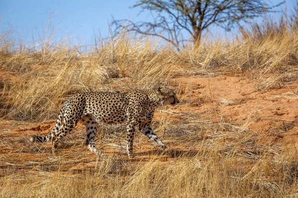 Cheetah Séta Száraz Szavannah Kgalagadi Határokon Átnyúló Park Dél Afrika — Stock Fotó