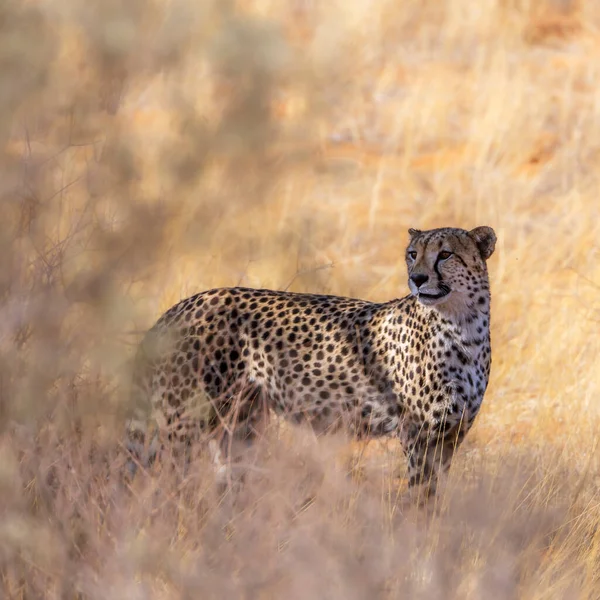 Cheetah Βρυχάται Ξηρά Σαβάνα Kgalagadi Διασυνοριακό Πάρκο Νότια Αφρική Specie — Φωτογραφία Αρχείου