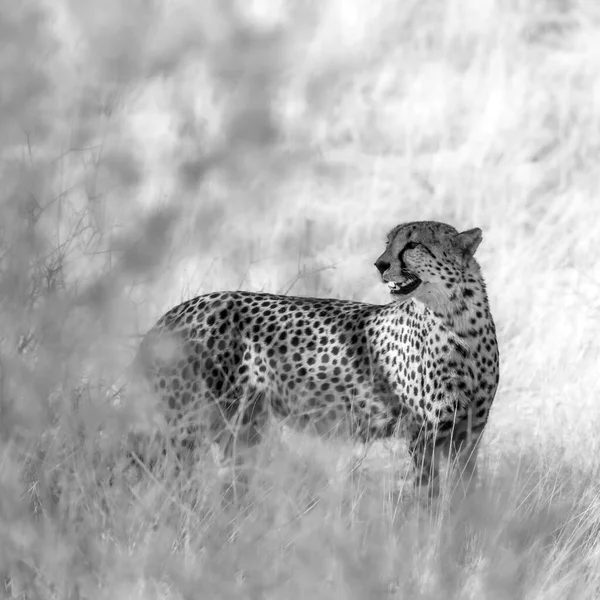 Cheetah Ruge Savana Seca Kgalagadi Parque Transfronteiriço África Sul Espécie — Fotografia de Stock