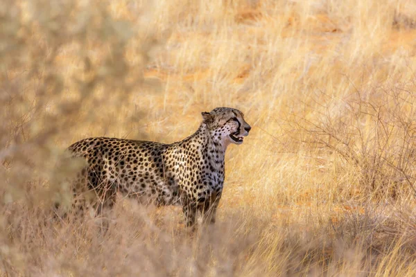 Cheetah Ruge Savana Seca Kgalagadi Parque Transfronteiriço África Sul Espécie — Fotografia de Stock