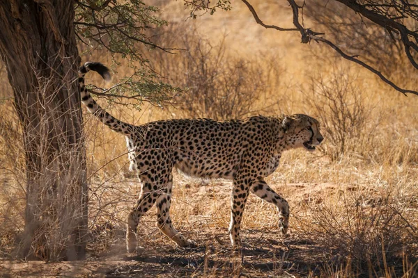 Cheetah Marking Territory Kgalagadi Transfrontier Park South Africa Specie Acinonyx — Stock Photo, Image