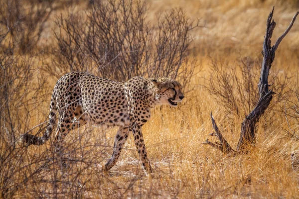 Cheetah Walking Dry Savannah Kgalagadi Transfrontier Park Sudáfrica Specie Acinonyx — Foto de Stock
