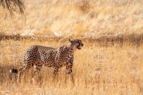 Cheetah Stalking Dry Savannah Kgalagadi Transfrontier Park South Africa Specie — Stock fotografie