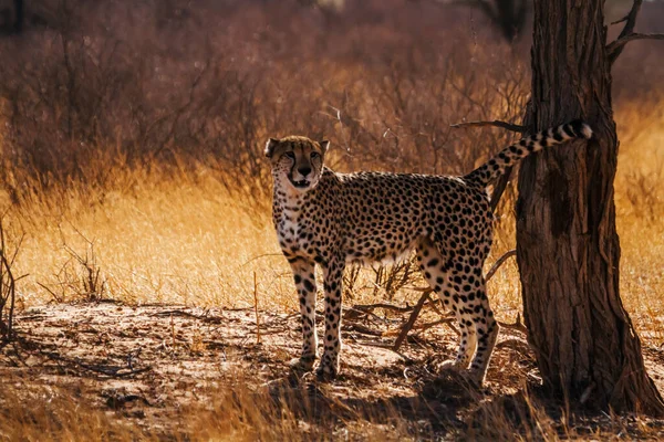 Cheetah Male Marking Territory Kgalagadi Transborder Park África Sul Specie — Fotografia de Stock