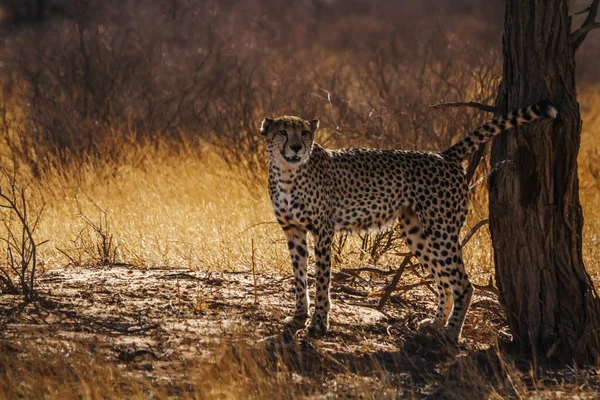 Cheetah Mannelijk Markeringsgebied Kgalagadi Transfrontier Park Zuid Afrika Soort Acinonyx — Stockfoto