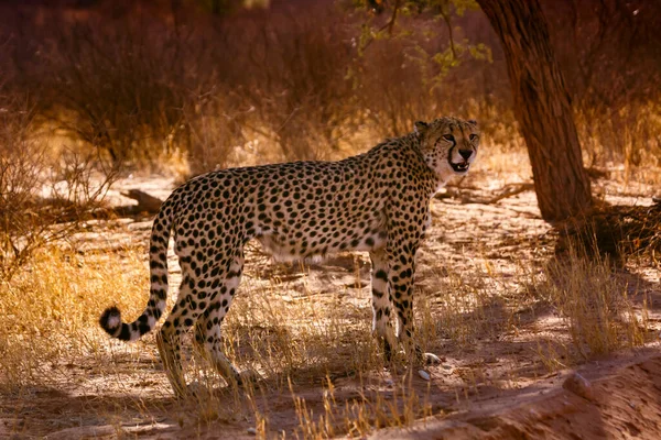 Cheetah Standing Backlit Tree Kgalagadi Transfrontier Park South Africa Specie — 图库照片