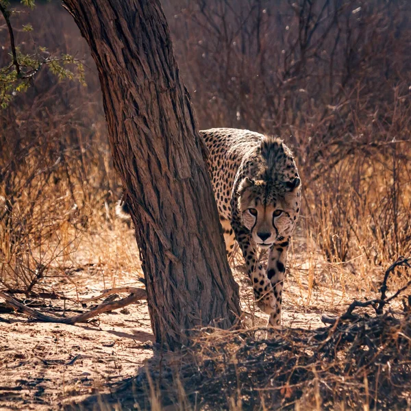 Cheetah Stalking Front View Kgalagadi Transborder Park África Sul Specie — Fotografia de Stock