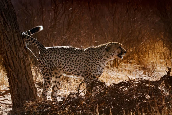 Cheetah Spreading Marking Territory Backlit Kgalagadi Transfrontier Park South Africa — Stock Fotó