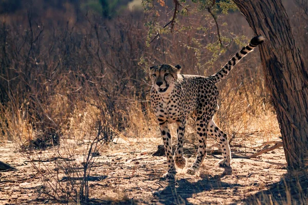 Cheetah Stalking Front View Kgalagadi Transfrontier Park South Africa Specie —  Fotos de Stock