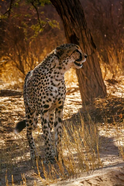 Cheetah Male Calling Standing Backlit Kgalagadi Transfrontier Park South Africa — Stockfoto