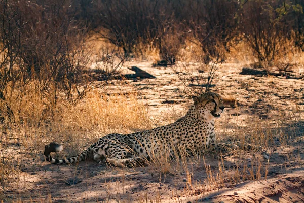 Cheetah Deitado Sob Sombra Árvore Kgalagadi Parque Transfronteiriço África Sul — Fotografia de Stock