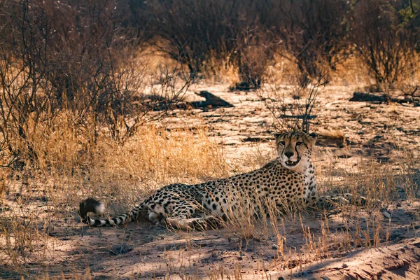 Gepárd Amely Dél Afrikai Kgalagadi Határátkelőhelyen Fák Árnyékában Fekszik Specie — Stock Fotó