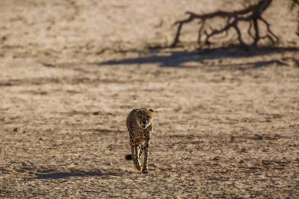 Cheetah Walking Front View Desert Land Kgalagadi Transfrontier Park South —  Fotos de Stock