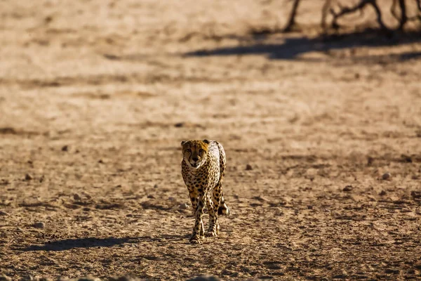 Вид Гепарда Гуляющего Пустынной Местности Трансграничном Парке Кгалагади Южная Африка — стоковое фото