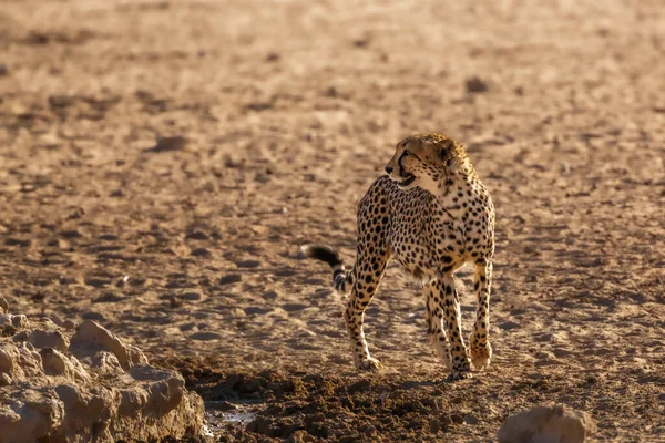 Гепард Стоящий Спереди Пустынной Земле Трансграничном Парке Кгалагади Южная Африка — стоковое фото
