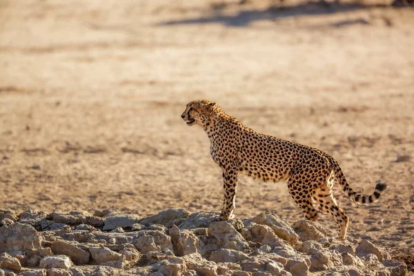 Cheetah Piedi Presso Pozzo Acqua Nel Parco Transfrontaliero Kgalagadi Sud — Foto Stock