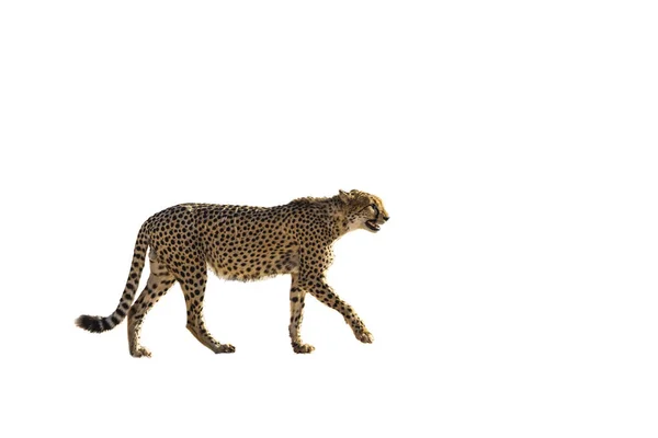 Cheetah Walking Side View Desert Land Kgalagadi Transfrontier Park South — 图库照片