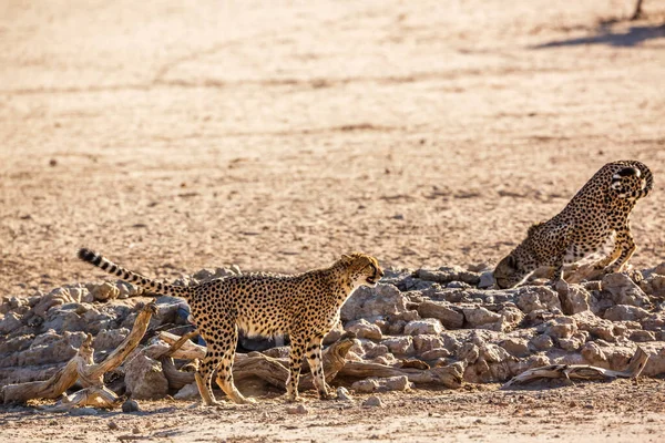 Two Cheetahs One Urinating One Drinking Waterhole Kgalagadi Transfrontier Park — 스톡 사진