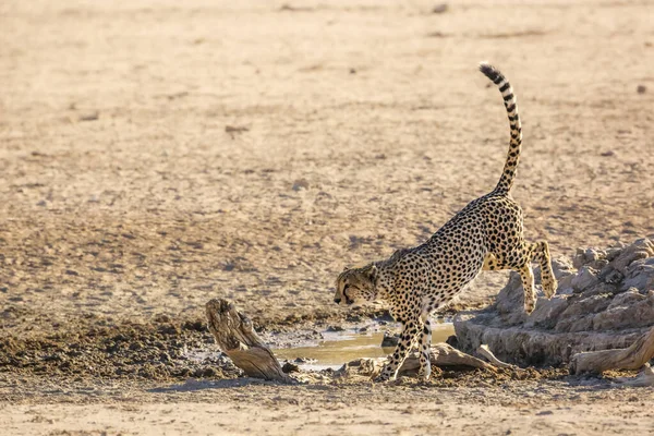 Cheetah Jumping Out Waterhole Kgalagadi Transfrontier Park Republika Południowej Afryki — Zdjęcie stockowe