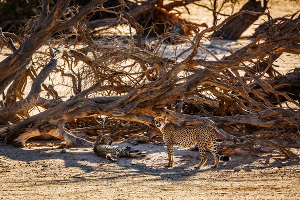 Casal Cheetahs Descansando Sob Sombra Árvore Morta Kgalagadi Parque Transfronteiriço — Fotografia de Stock