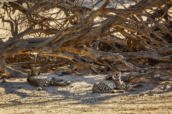 Couple Cheetahs Resting Dead Tree Shadow Kgalagadi Transfrontier Park South — Photo