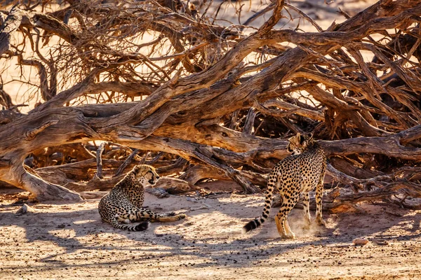 Casal Cheetahs Descansando Sob Sombra Árvore Morta Kgalagadi Parque Transfronteiriço — Fotografia de Stock