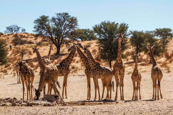 Groupe Giraffes Waterhole Kgalagadi Transfrontier Park South Africa Specie Giraffa — стокове фото