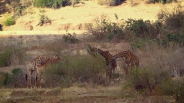 Small group of Giraffes eating in savannah  in Kruger National park, South Africa ; Specie Giraffa camelopardalis family of Giraffidae