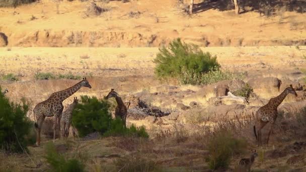 Pequeno Grupo Girafas Comendo Savana Parque Nacional Kruger África Sul — Vídeo de Stock