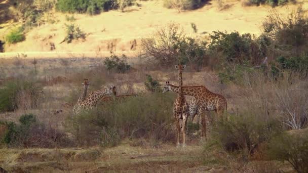 Pequeno Grupo Girafas Comendo Savana Parque Nacional Kruger África Sul — Vídeo de Stock