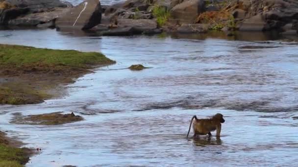 Lassú Mozgás Chacma Pávián Átugrik Folyón Dél Afrikai Kruger Nemzeti — Stock videók