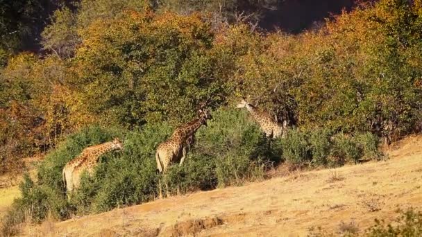 Small Group Giraffes Eating Bush Kruger National Park South Africa — ストック動画