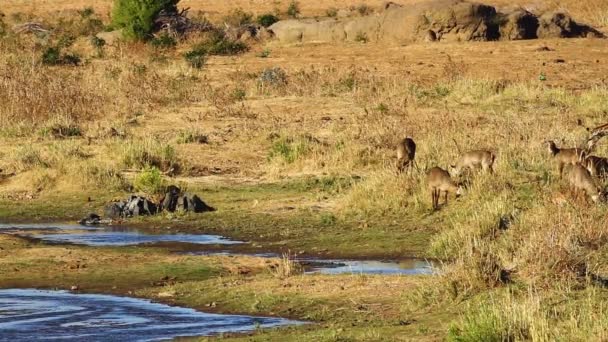 Giraffa Passeggiando Sul Lungofiume Con Waterbuck Nel Parco Nazionale Kruger — Video Stock