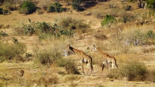 Небольшая Группа Жирафов Ест Сухой Саванне Национальном Парке Крюгер Южная — стоковое видео