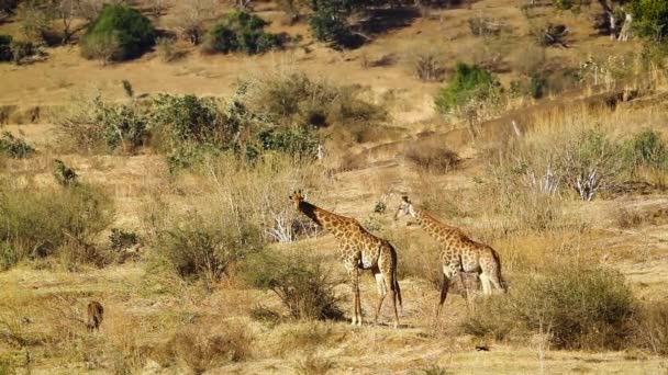 Small Group Giraffes Eating Dry Savannah Kruger National Park South — Vídeo de Stock