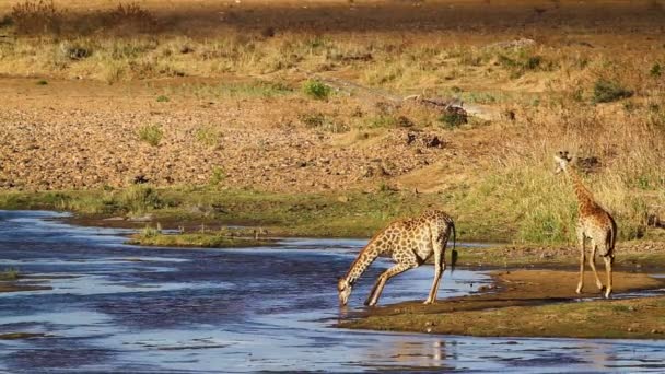 Due Giraffe Che Bevono Riva Fiume Nel Parco Nazionale Kruger — Video Stock