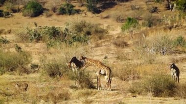 Küçük bir grup zürafa Kruger Ulusal Parkı, Güney Afrika 'daki kuru savanada yemek yiyor; Giraffa Camelopardalis ailesinden Giraffidae.