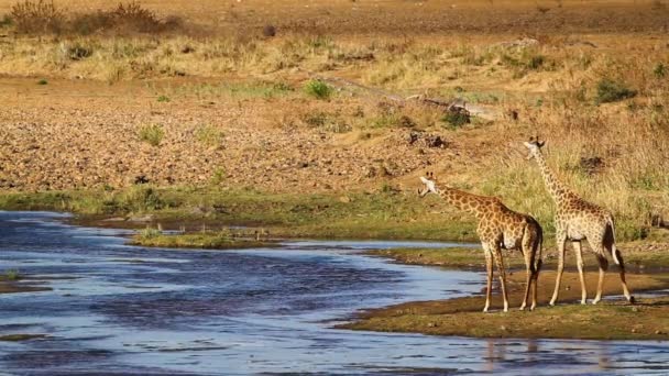Duas Girafas Bebendo Ribeira Parque Nacional Kruger África Sul Espécie — Vídeo de Stock